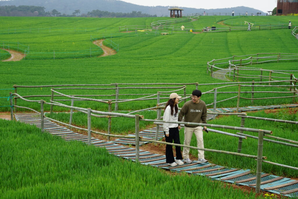 The Green Barley Fields in Gochang, South Korea